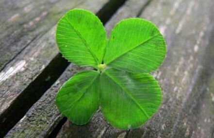 The four-leaf clover is one of the most valuable lucky charms found by accident. 