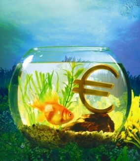 goldfish aquarium to attract money