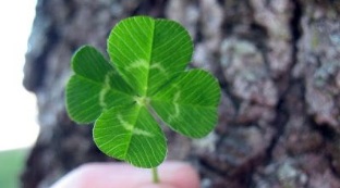 clover like a talisman of good luck and prosperity